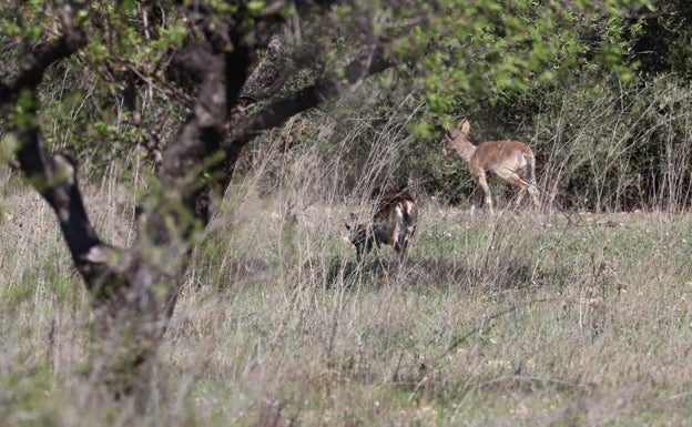 Los brotes en cabras montesas ponen en peligro a los animales salvajes