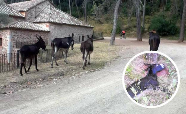 Los burros que debían limpiar la montaña, junto con el detalle de uno de los animales muertos.  / Radio Castellón