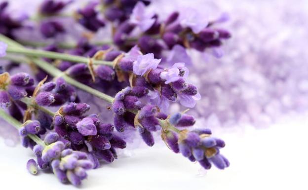 Lavanda | Trucos y cuidados de la lavanda, la planta que alivia el estrés y  ayuda a dormir | Las Provincias