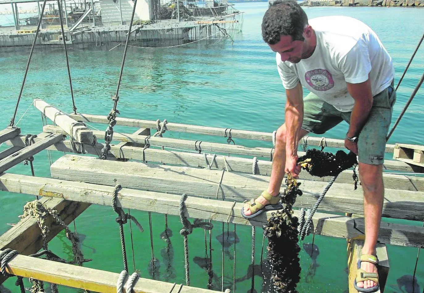 Criaderos de clochina en el puerto de Valencia. 