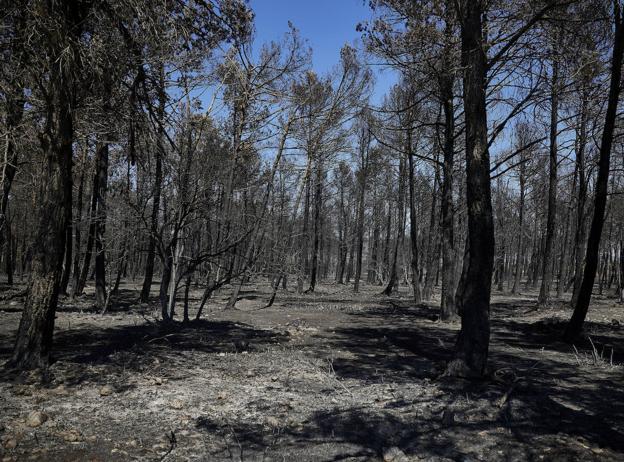 Bomberos combaten el incendio en Bejís