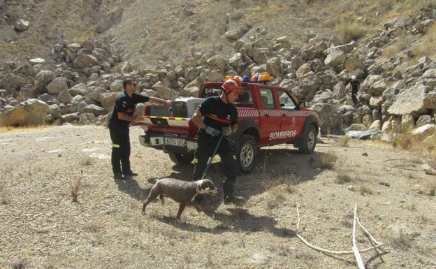 Un perro de rescate en el departamento de bomberos. 